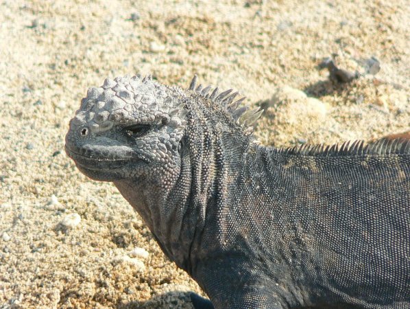55- Profil d'iguane 